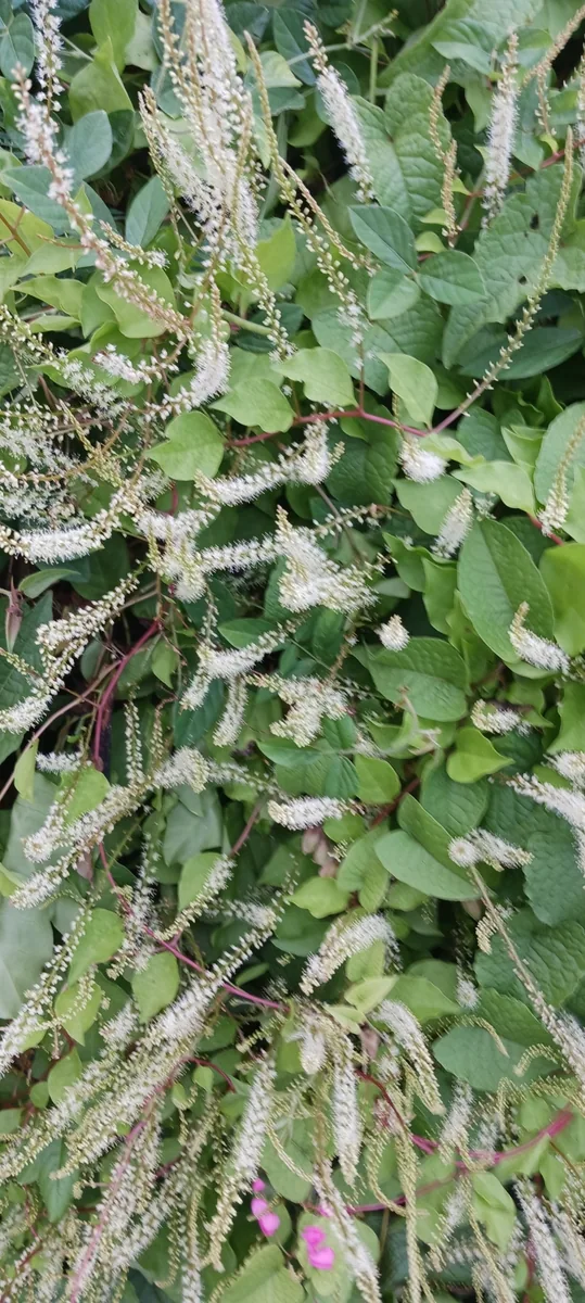 Madeira vine (viy vyèj) — Anredera leptostachys, used in Haitian and Caribbean herbal tradition