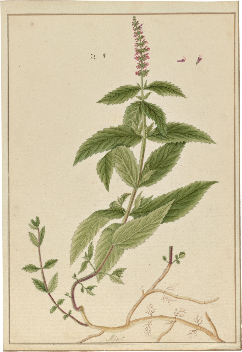 Wild mint (Mant sovaj) — Mentha longifolia, used in Haitian and Caribbean herbal tradition