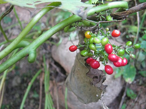 Velvet leaf (fèy kè) — Cissampelos pariera, used in Haitian and Caribbean herbal tradition