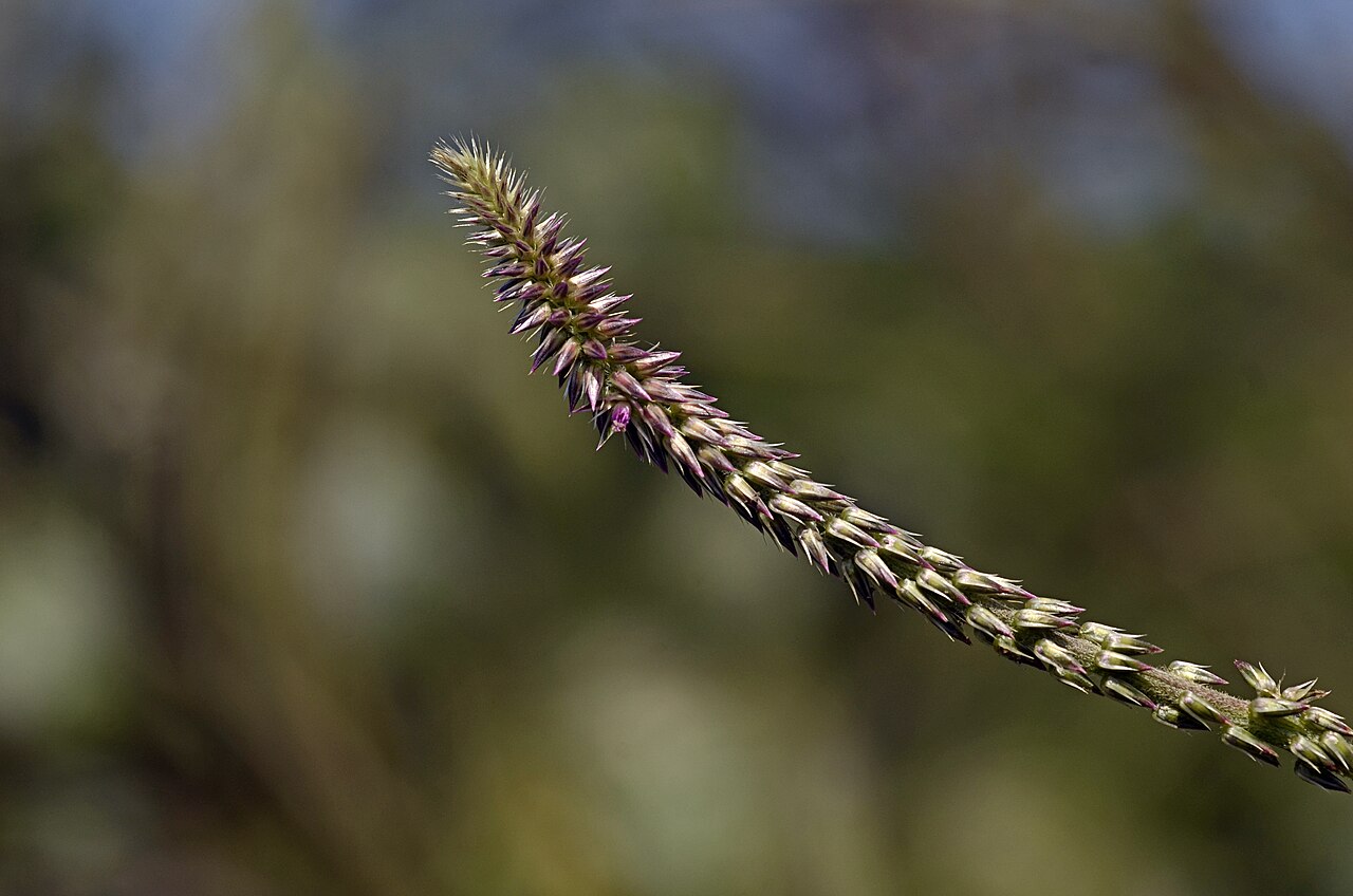 Devil's horsewhip (Ke rat) — Achyranthes aspera, used in Haitian and Caribbean herbal tradition