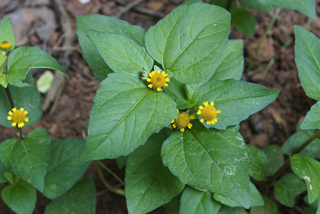 Toothache plant (créosote pays) — Acmella uliginosa, used in Haitian and Caribbean herbal tradition