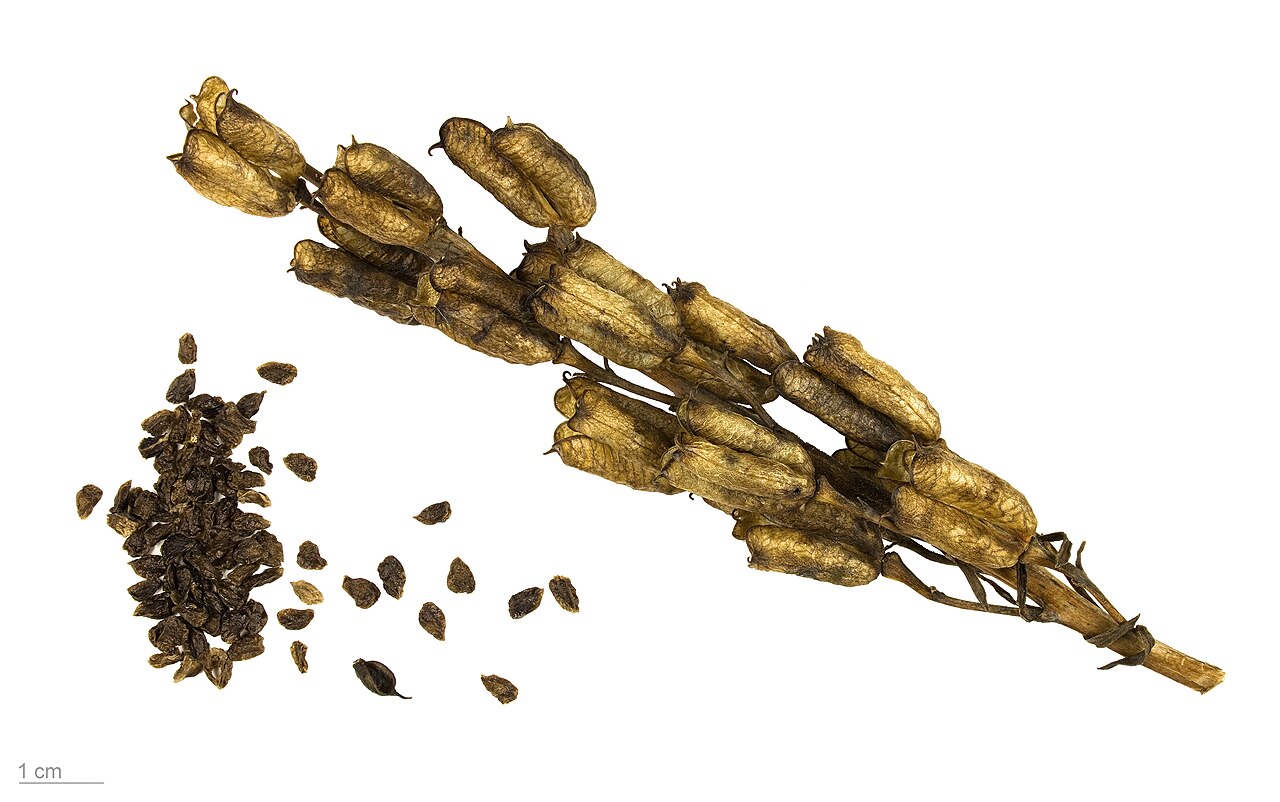 Monkshood / Aconite — Aconitum napellus, used in Haitian and Caribbean herbal tradition