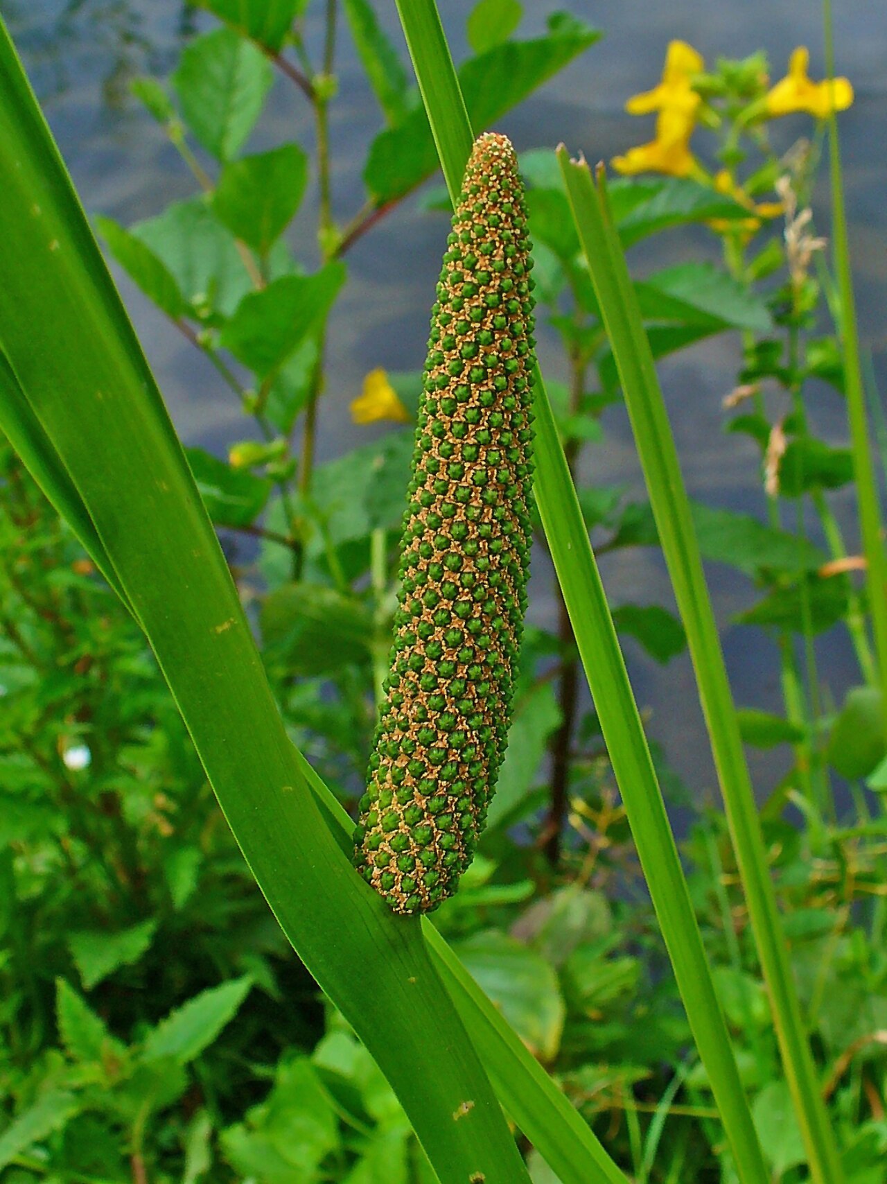 Sweet flag — Acorus calamus, used in Haitian and Caribbean herbal tradition