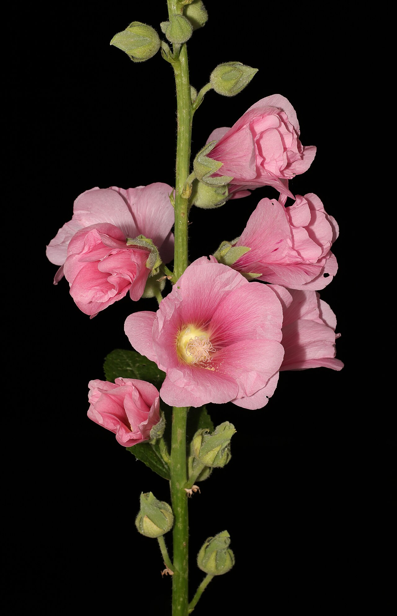 Hollyhock — Alcea rosea, used in Haitian and Caribbean herbal tradition