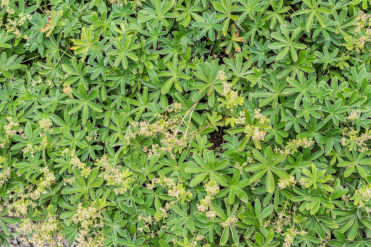 Alpine lady's mantle — Alchemilla alpina, used in Haitian and Caribbean herbal tradition