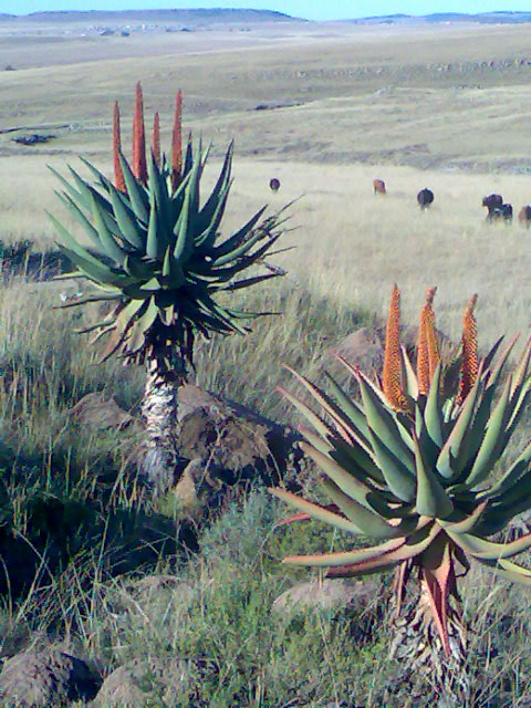 Cape aloe — Aloe ferox, used in Haitian and Caribbean herbal tradition