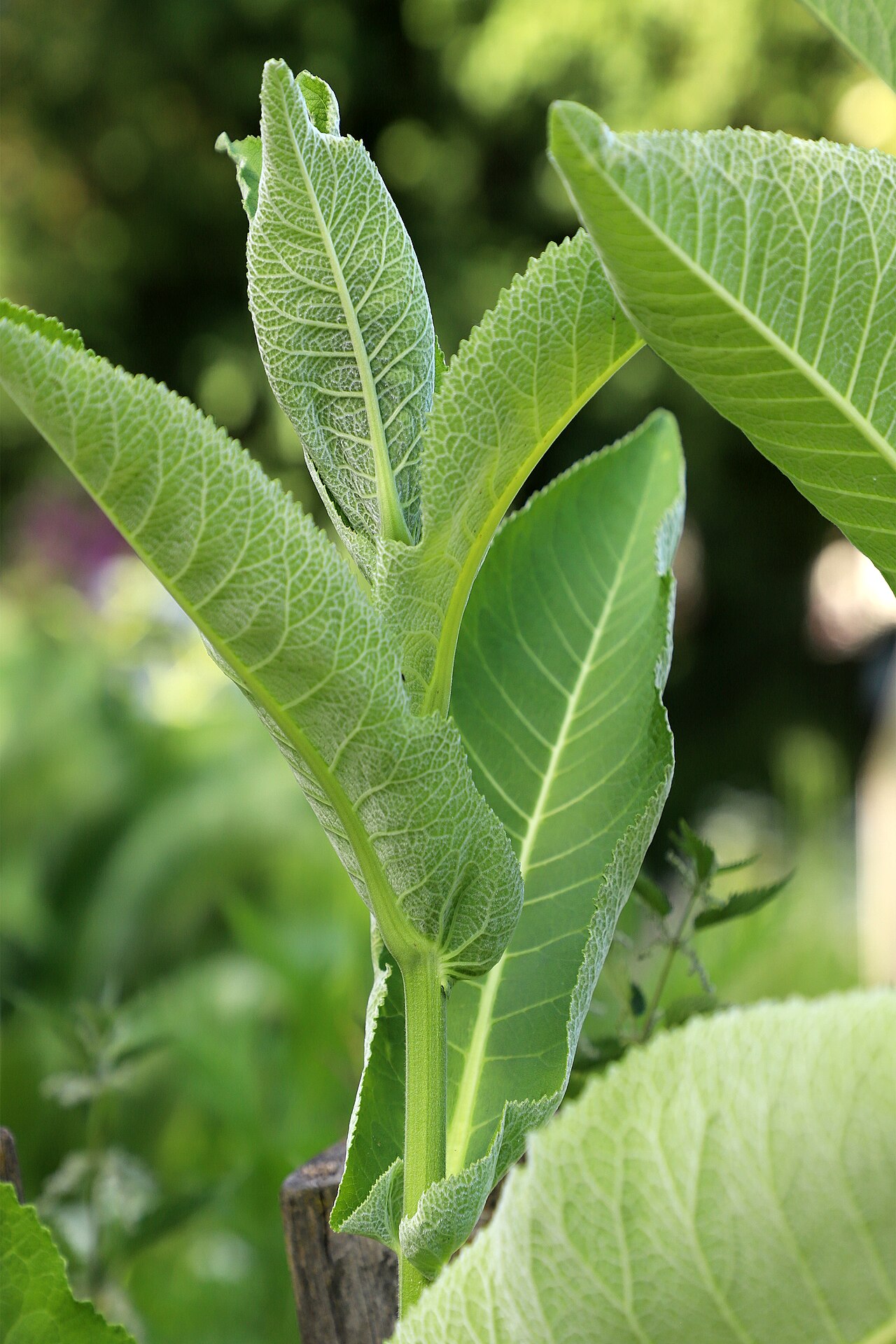 Horseradish — Armoracia rusticana, used in Haitian and Caribbean herbal tradition