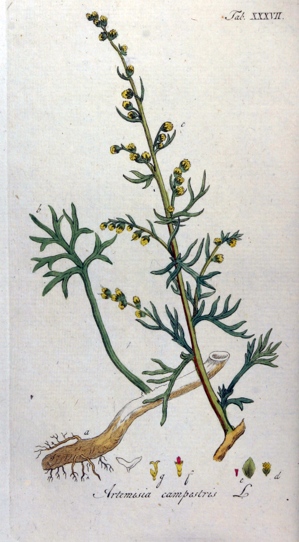 Field wormwood — Artemisia campestris, used in Adriatic and Balkan herbal tradition