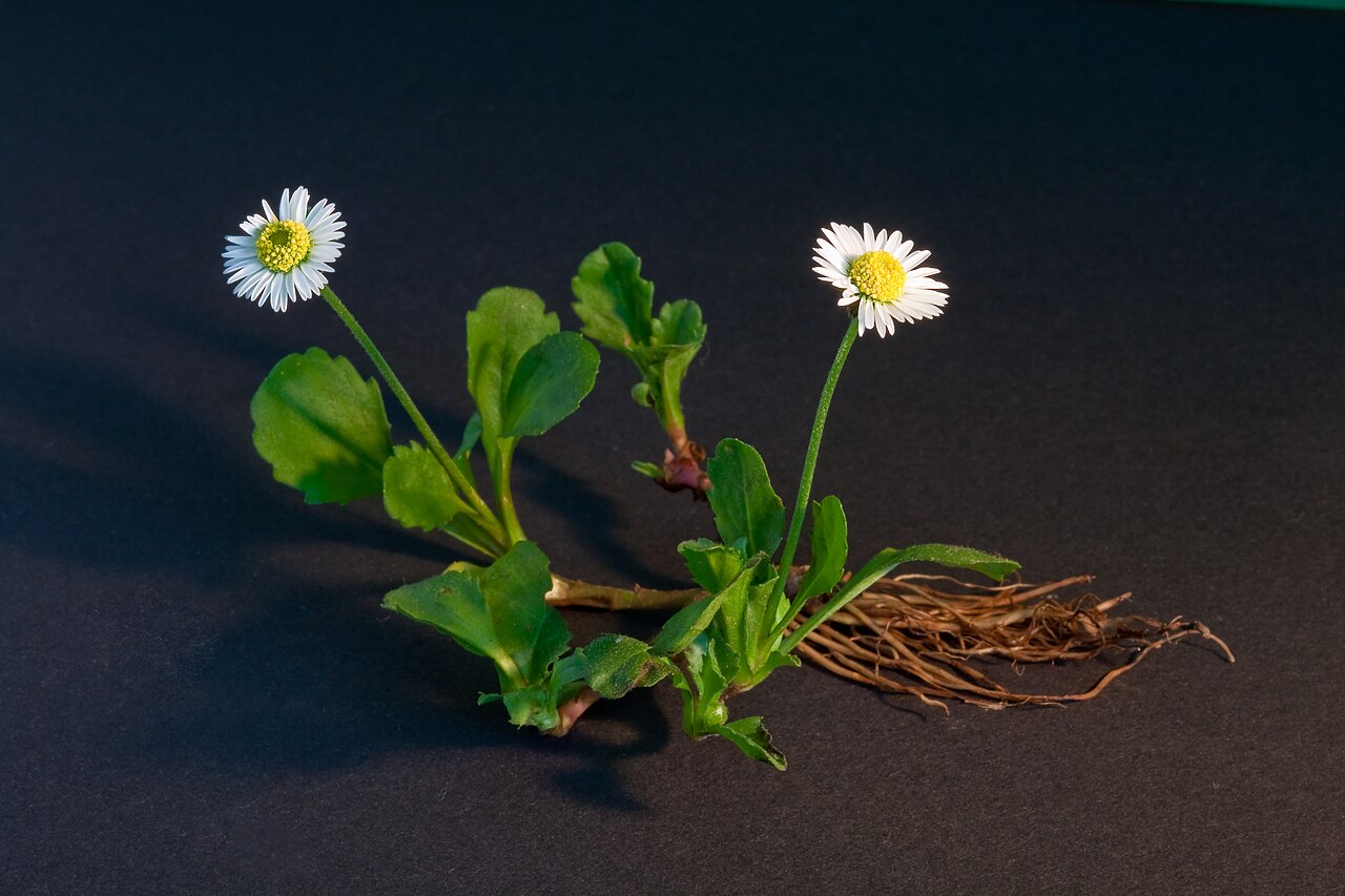 Common daisy — Bellis perennis, used in Haitian and Caribbean herbal tradition
