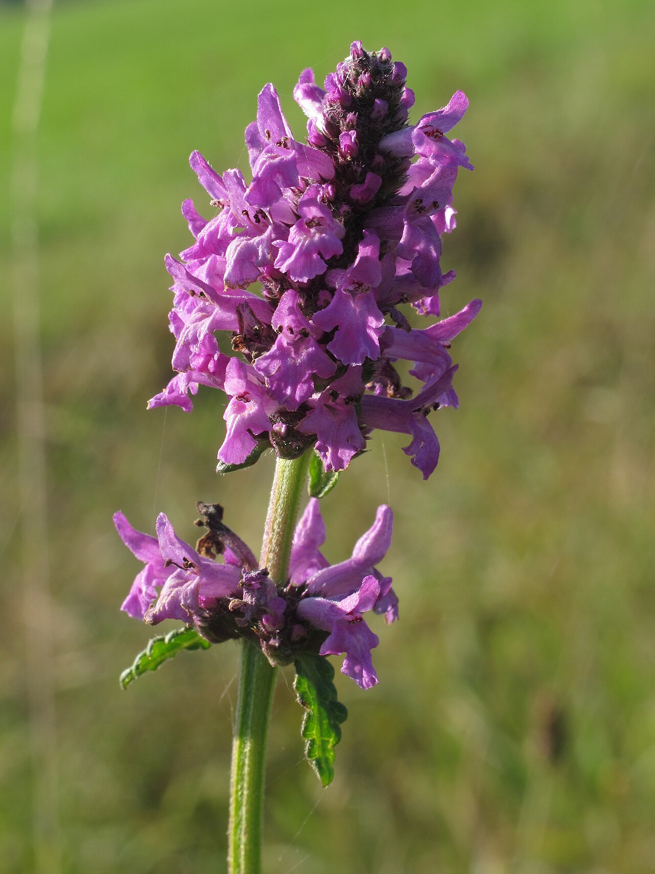 Wood betony — Betonica officinalis, used in Haitian and Caribbean herbal tradition