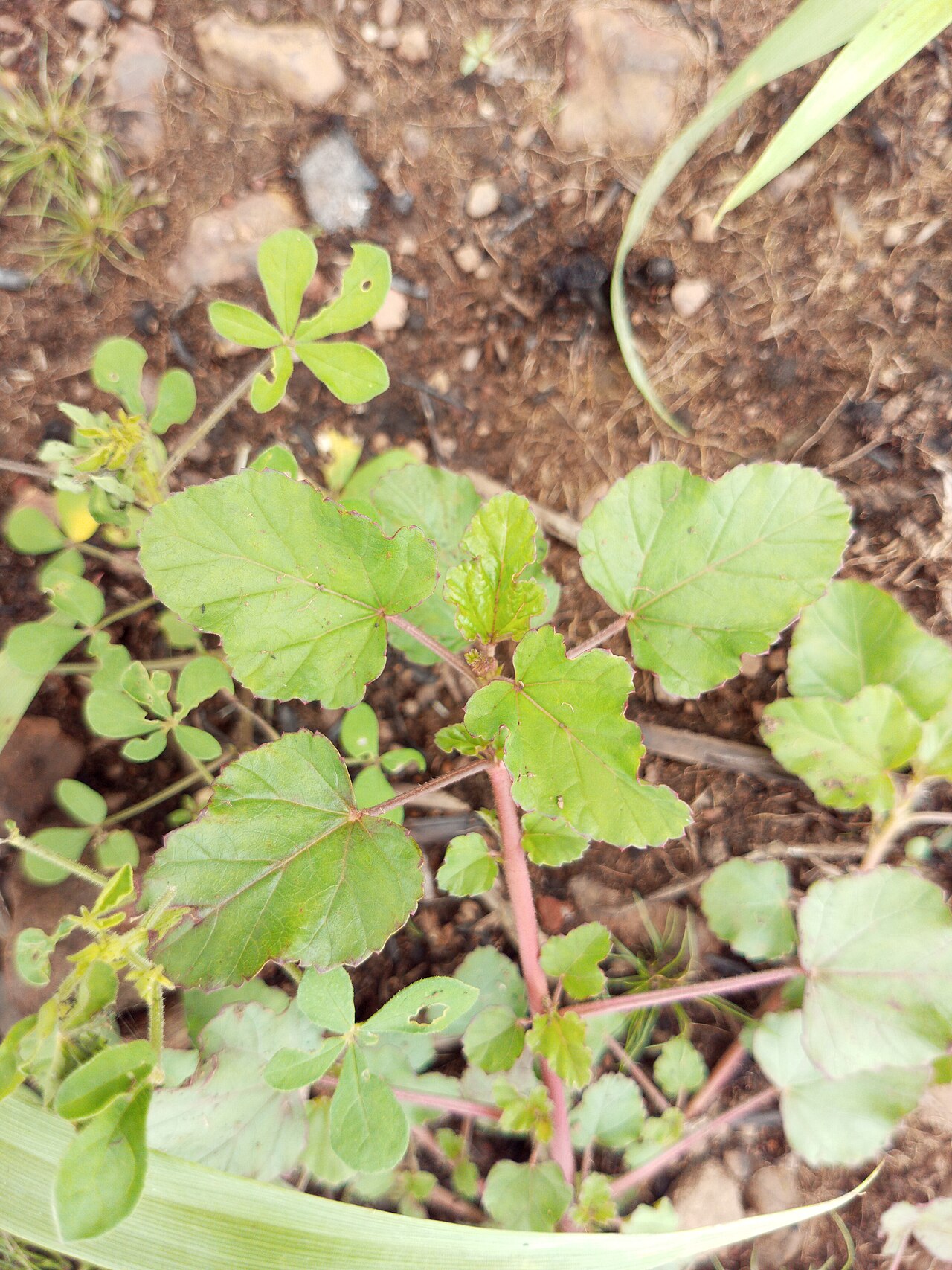 Spreading hogweed (manje kochon) — Boerhavia diffusa, used in Haitian and Caribbean herbal tradition