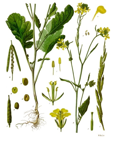 Black mustard — Brassica nigra, used in Haitian and Caribbean herbal tradition