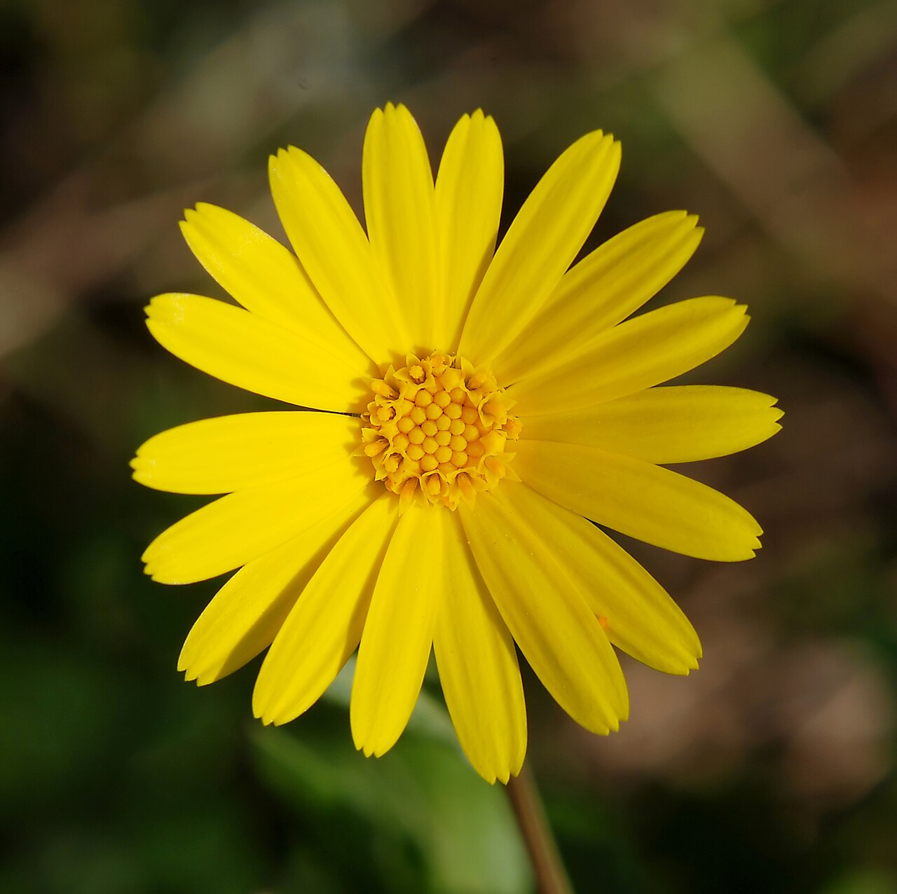 Field marigold — Calendula arvensis, used in Adriatic and Balkan herbal tradition