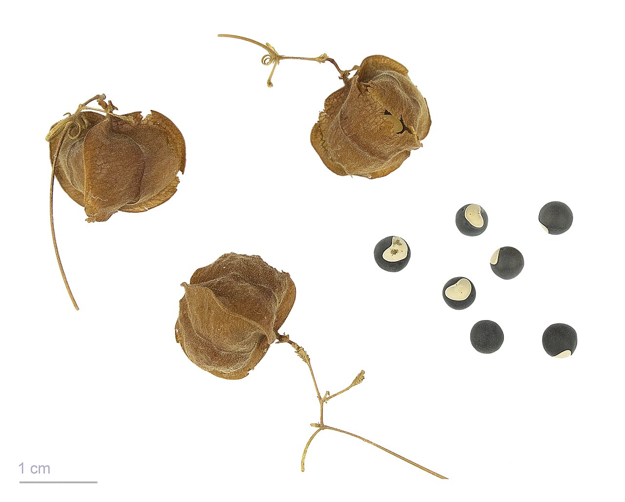 Balloon vine (Graine de merveille) — Cardiospermum halicacabum, used in Haitian and Caribbean herbal tradition