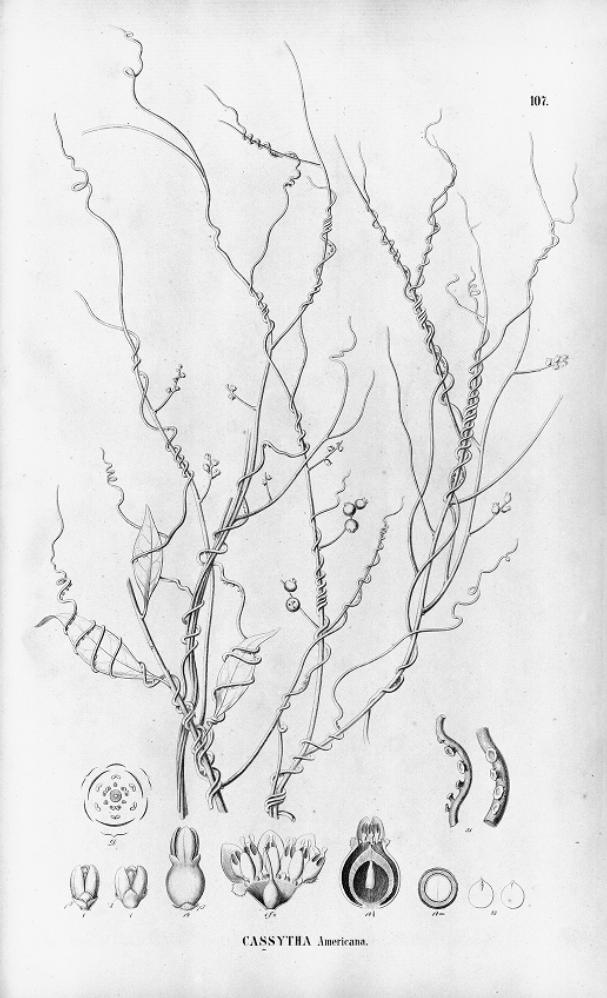 Love vine (Liane amitié) — Cassytha filiformis, used in Haitian and Caribbean herbal tradition