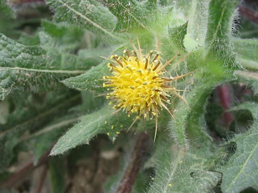 Blessed thistle — Cnicus benedictus, used in Haitian and Caribbean herbal tradition