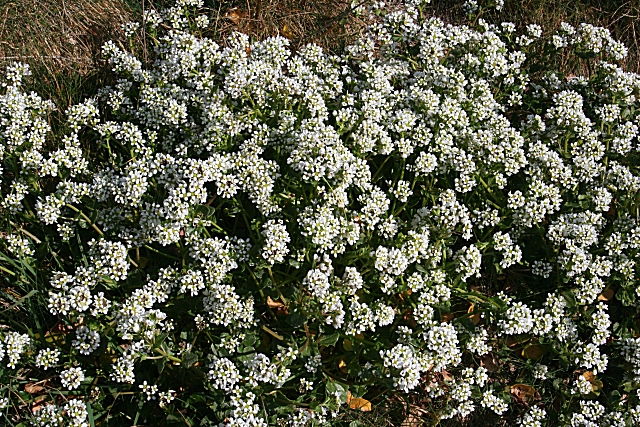 Common scurvy-grass — Cochlearia officinalis, used in Haitian and Caribbean herbal tradition