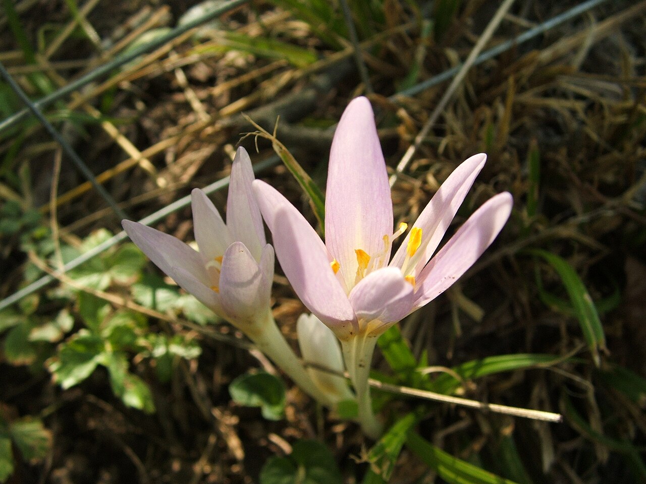 Autumn crocus / Meadow saffron — Colchicum autumnale, used in Haitian and Caribbean herbal tradition