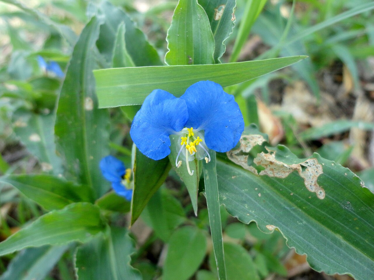Whitemouth dayflower — Commelina erecta, used in Haitian and Caribbean herbal tradition