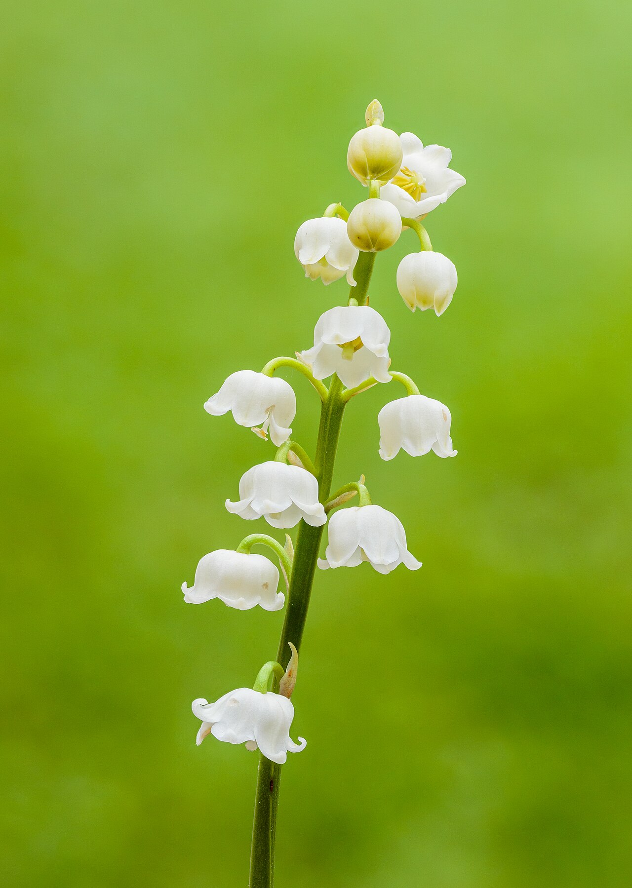 Lily-of-the-valley — Convallaria majalis, used in Haitian and Caribbean herbal tradition