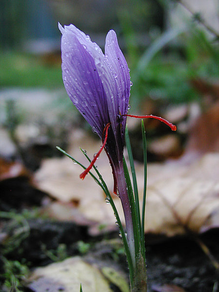 Saffron — Crocus sativus, used in Haitian and Caribbean herbal tradition
