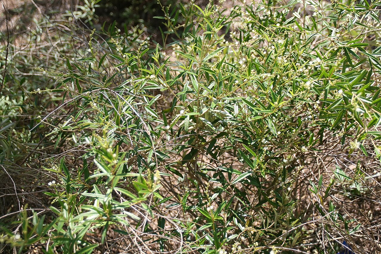Rosemary croton (Omaren) — Croton linearis, used in Haitian and Caribbean herbal tradition