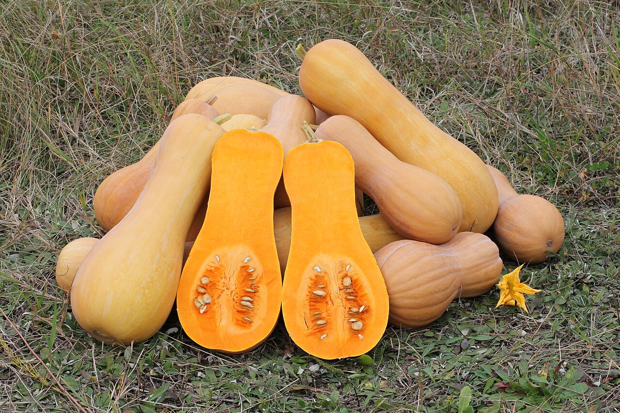 Winter squash (Joumou) — Cucurbita moschata, used in Haitian and Caribbean herbal tradition