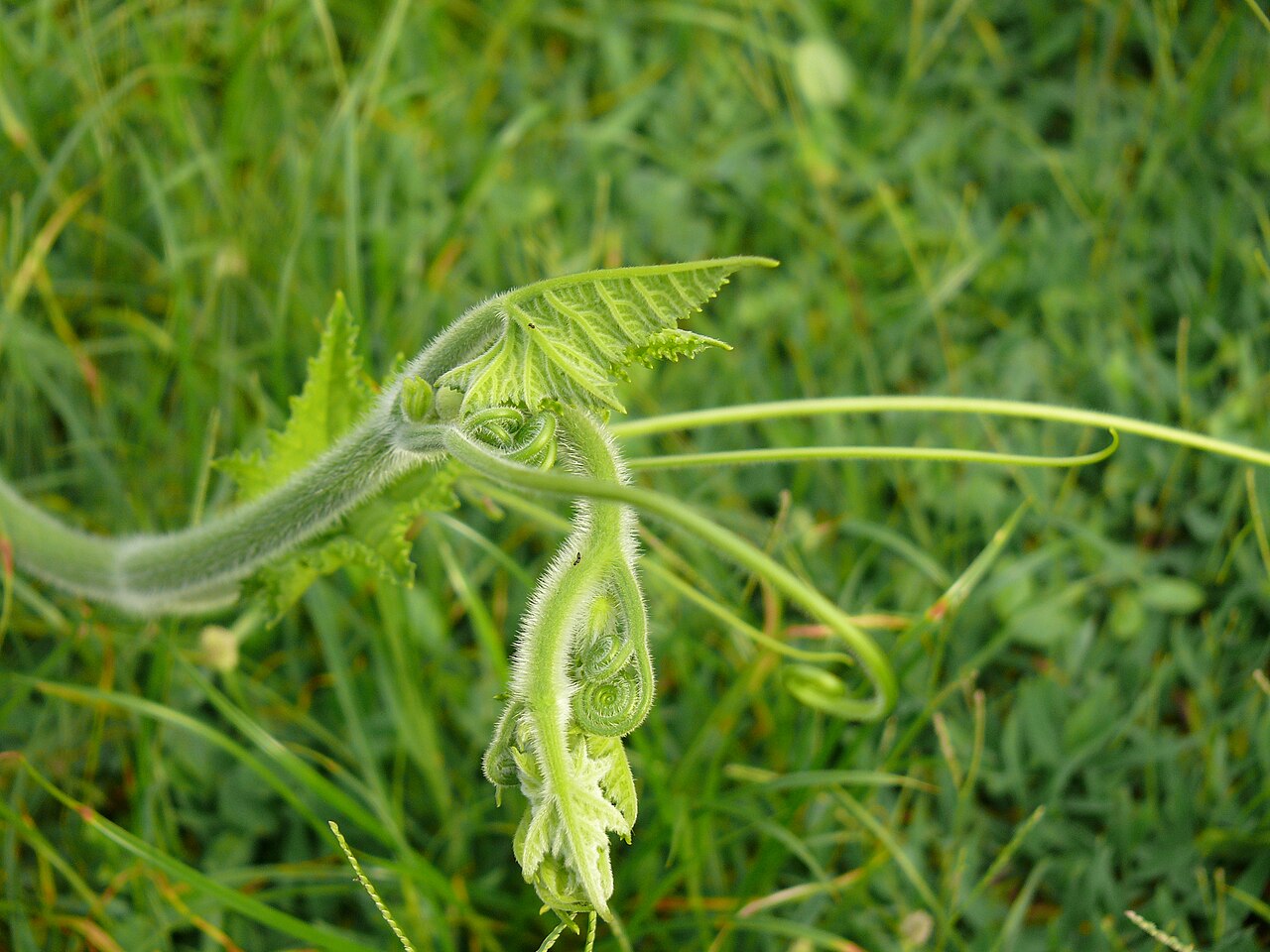 Pumpkin (seed) — Cucurbita pepo, used in Haitian and Caribbean herbal tradition