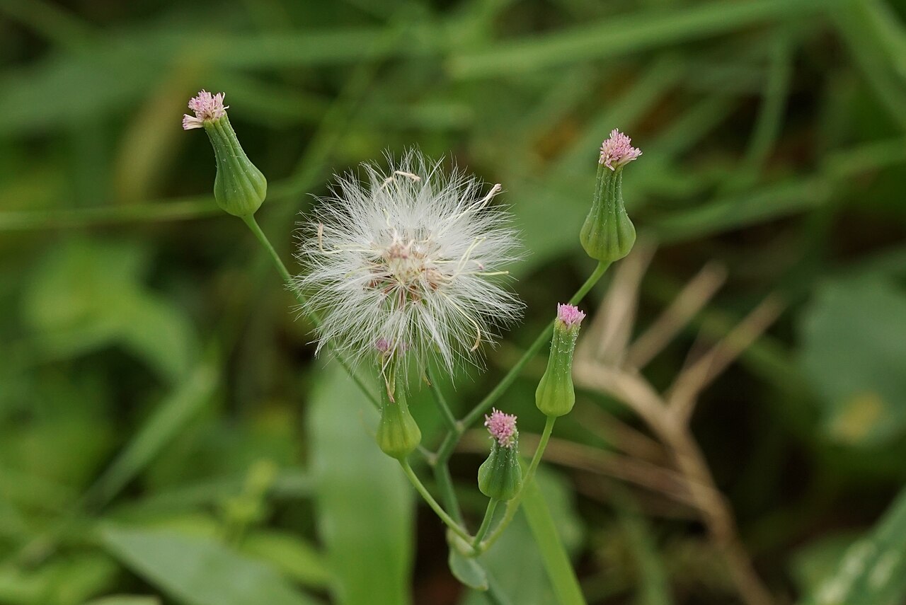Little ironweed (Torchon sale) — Cyanthillium cinereum, used in Haitian and Caribbean herbal tradition
