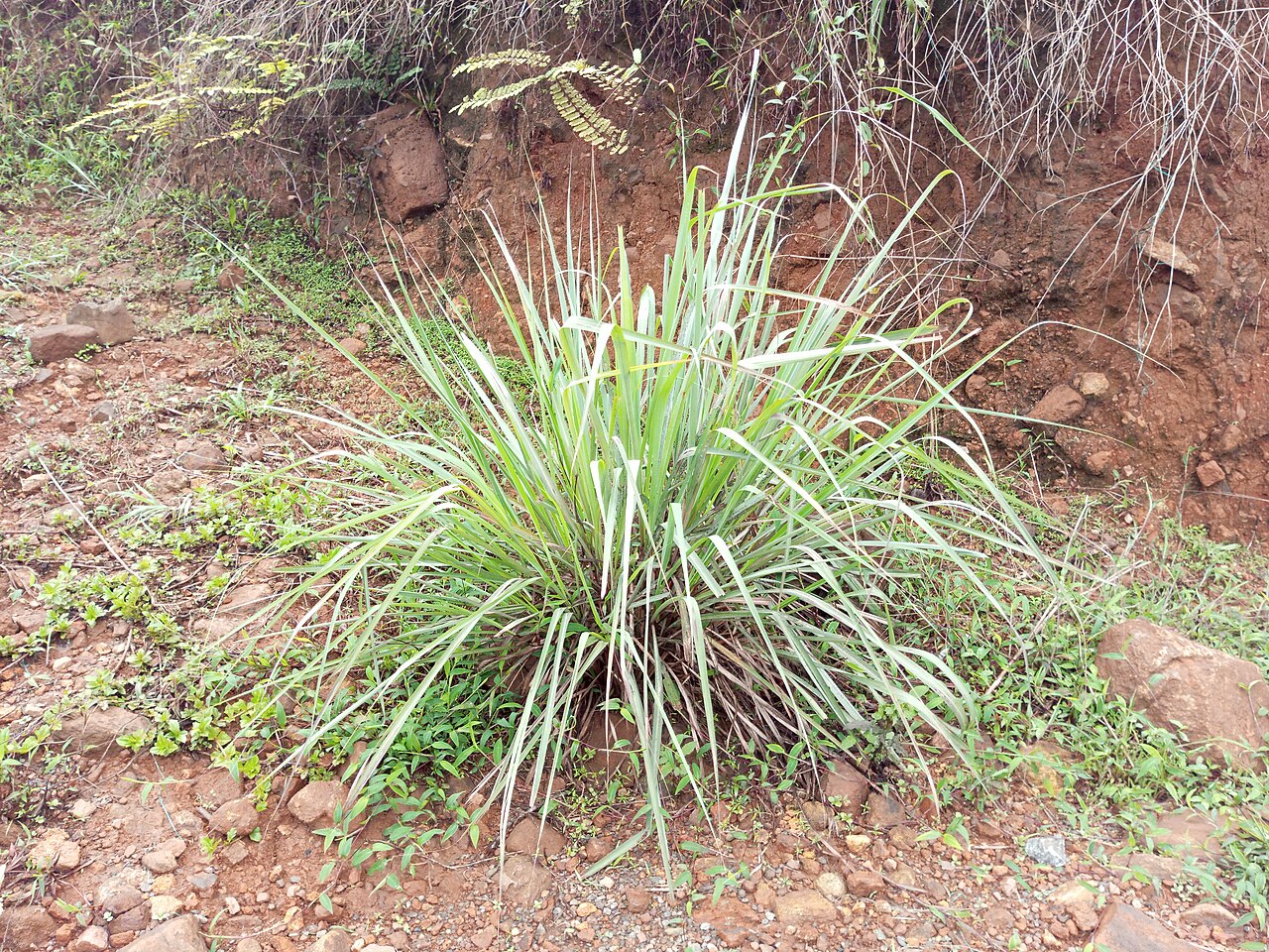 Lemongrass (Sitwonèl) — Cymbopogon citratus, used in Haitian and Caribbean herbal tradition