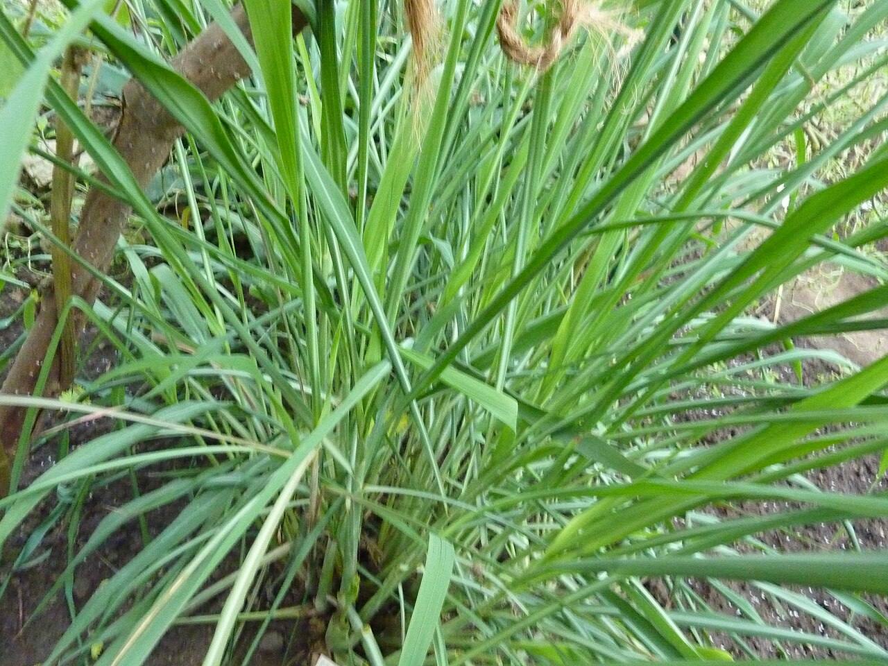 Citronella (Sitwonèl bwa) — Cymbopogon nardus, used in Haitian and Caribbean herbal tradition