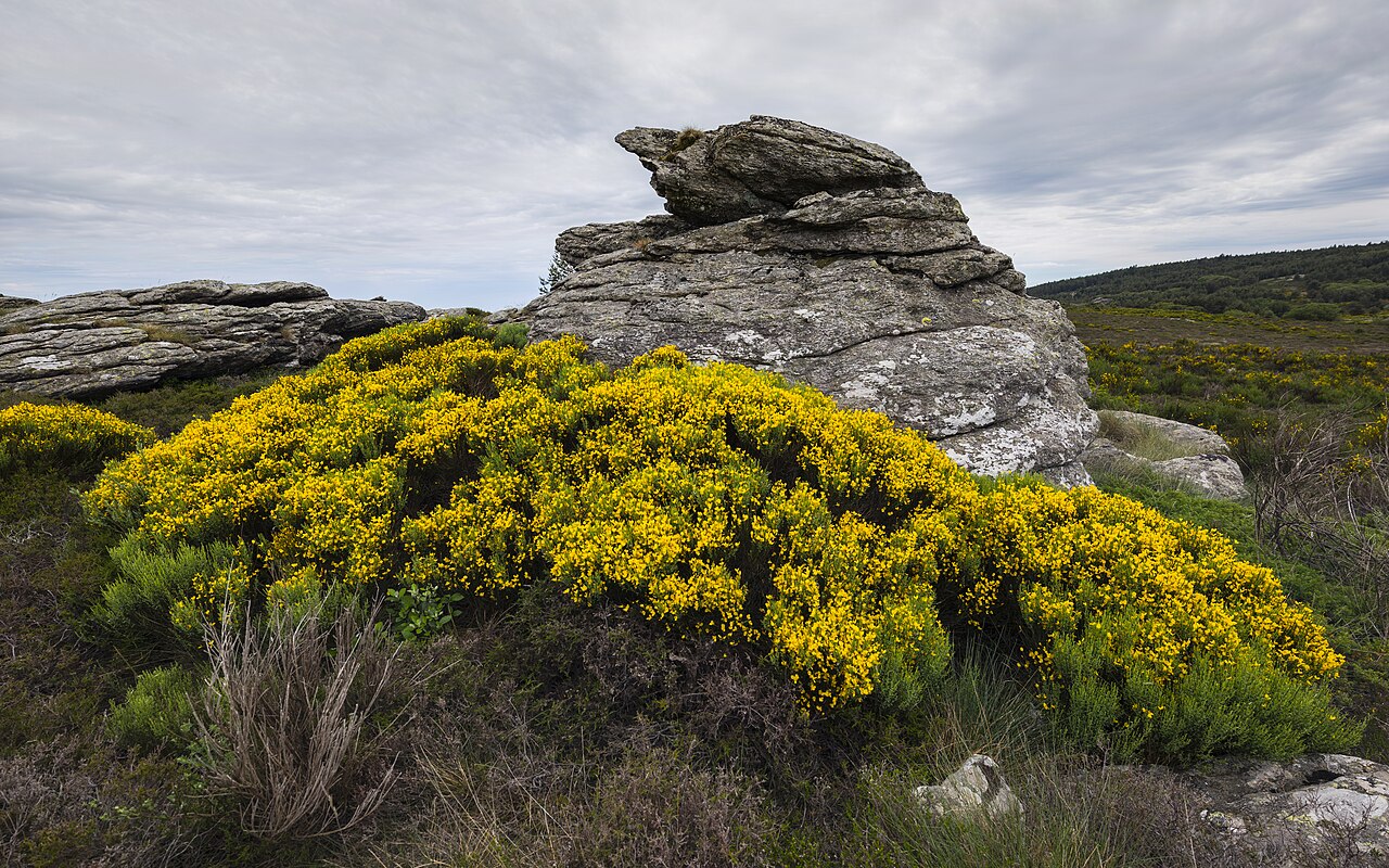 Scotch Broom — Cytisus scoparius, used in Haitian and Caribbean herbal tradition