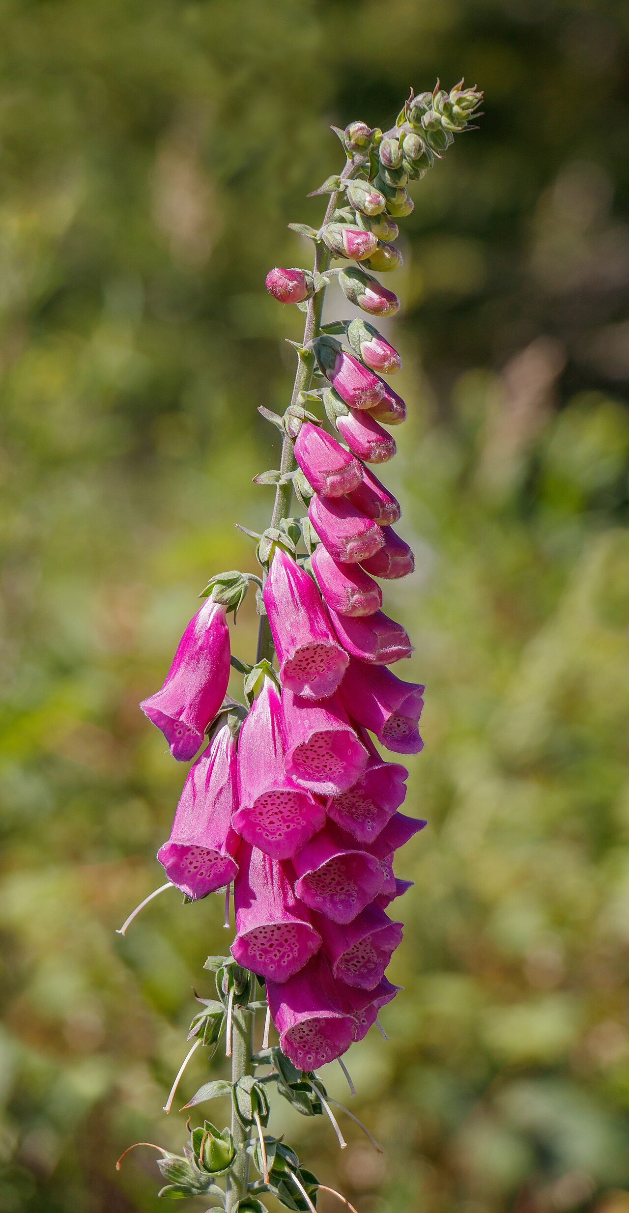 Foxglove — Digitalis purpurea, used in Haitian and Caribbean herbal tradition