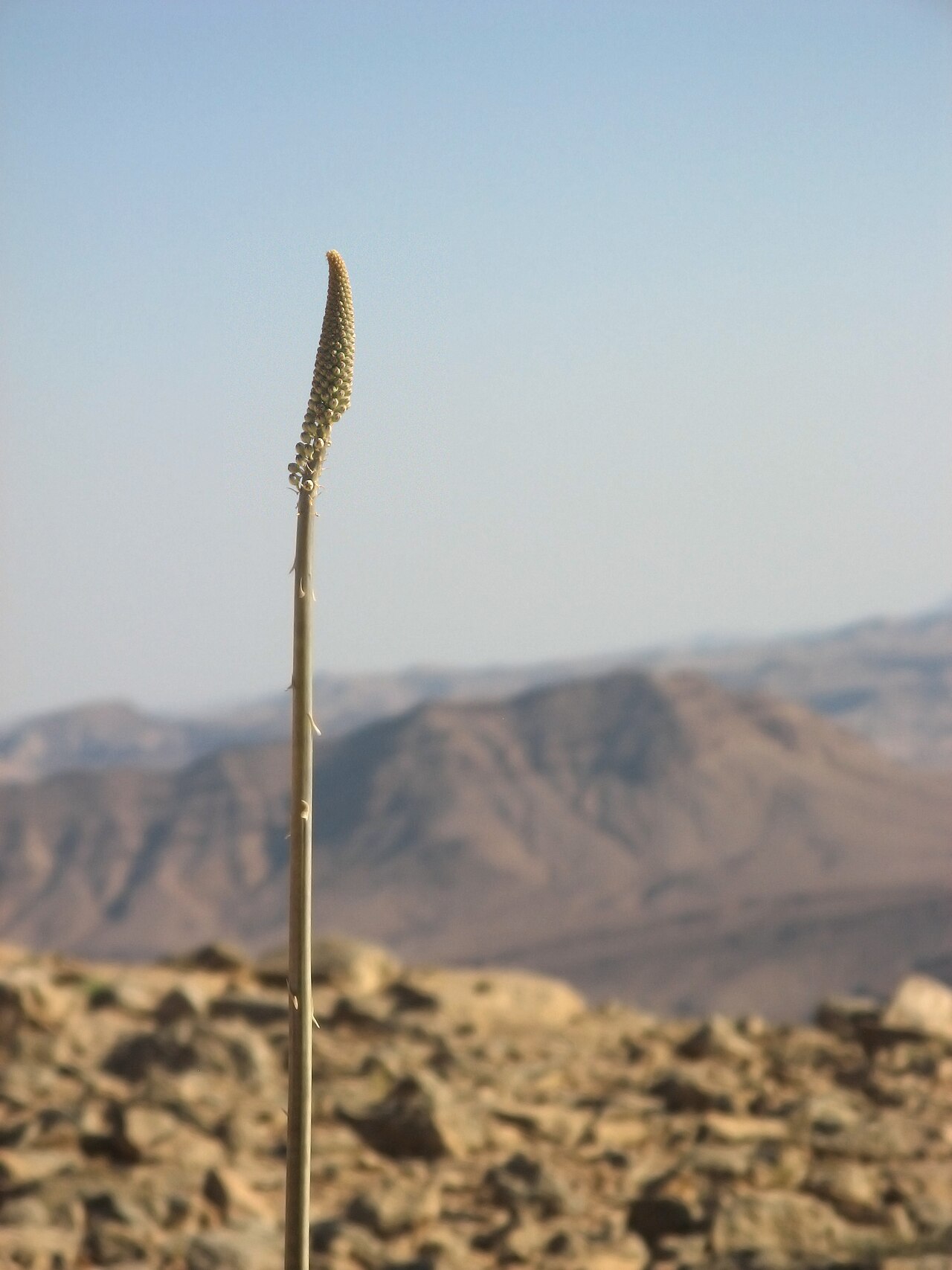 Sea Squill — Drimia maritima, used in Haitian and Caribbean herbal tradition
