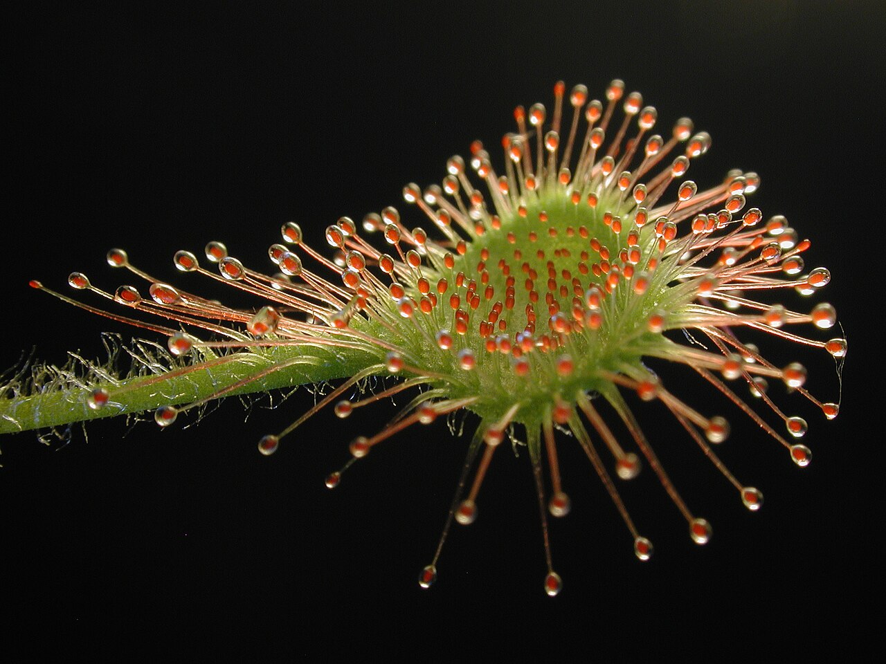Round-leaved sundew — Drosera rotundifolia, used in Haitian and Caribbean herbal tradition