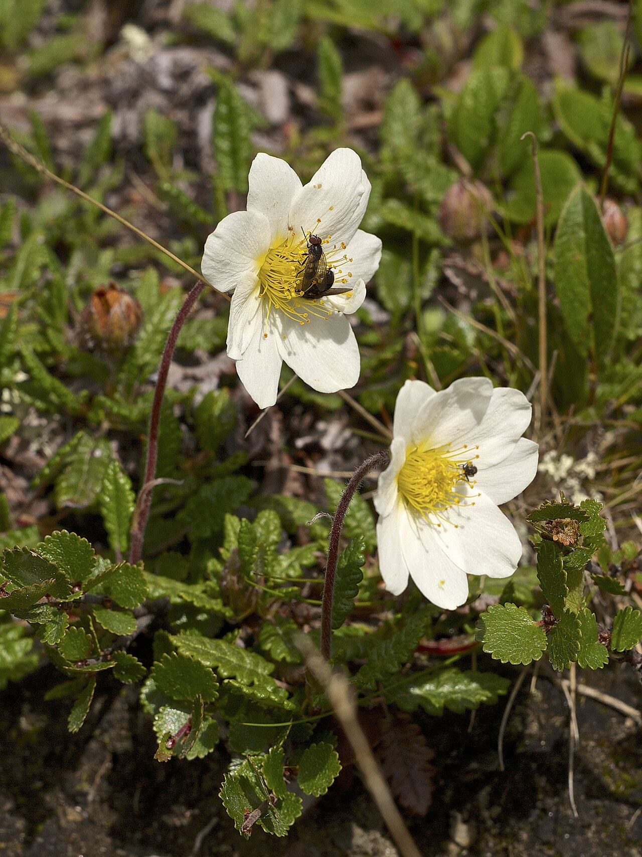 Mountain avens — Dryas octopetala, used in Haitian and Caribbean herbal tradition