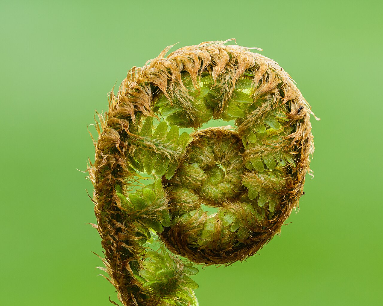 Male Fern — Dryopteris filix-mas, used in Haitian and Caribbean herbal tradition