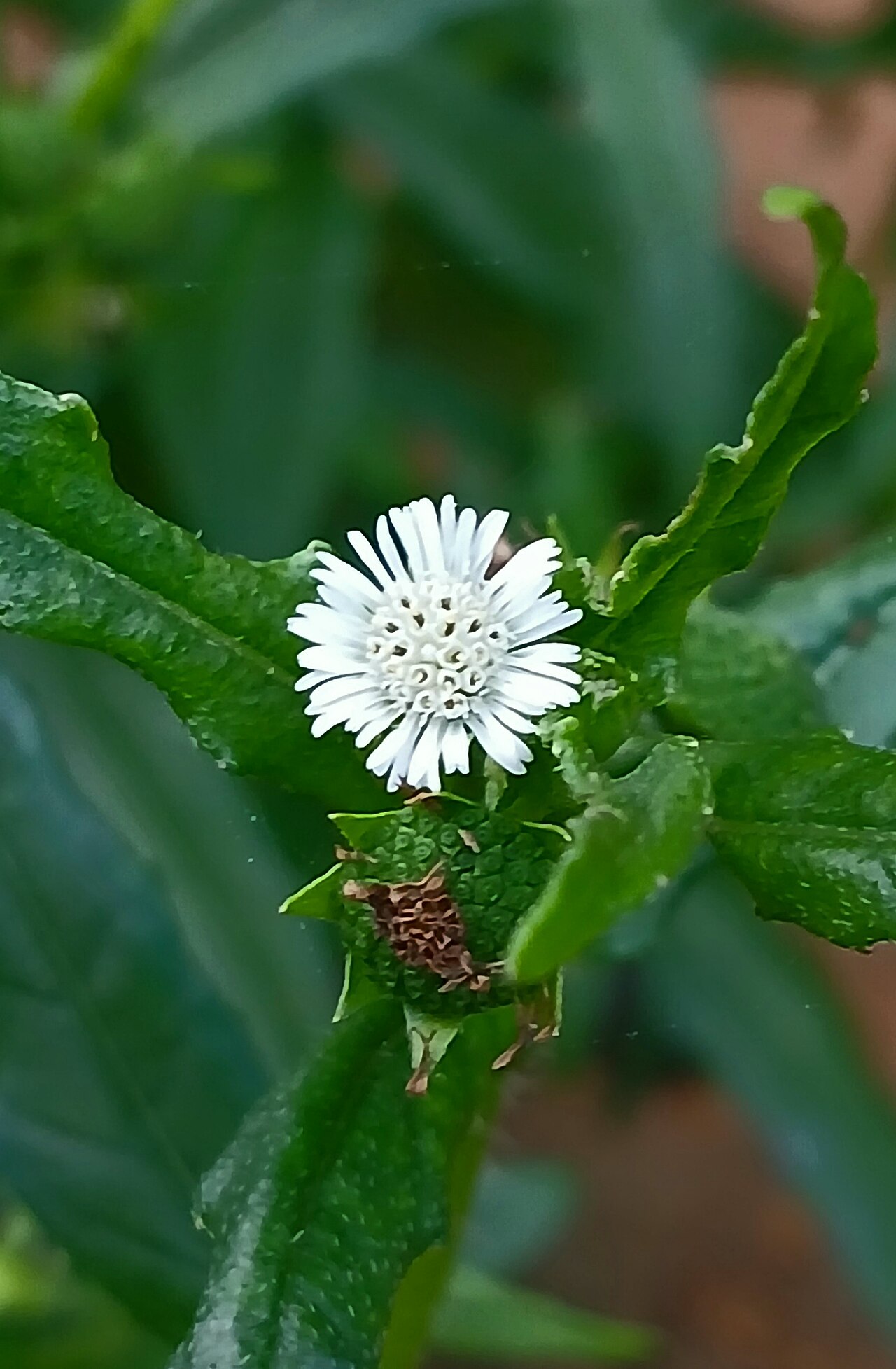 False daisy — Eclipta prostrata, used in Haitian and Caribbean herbal tradition