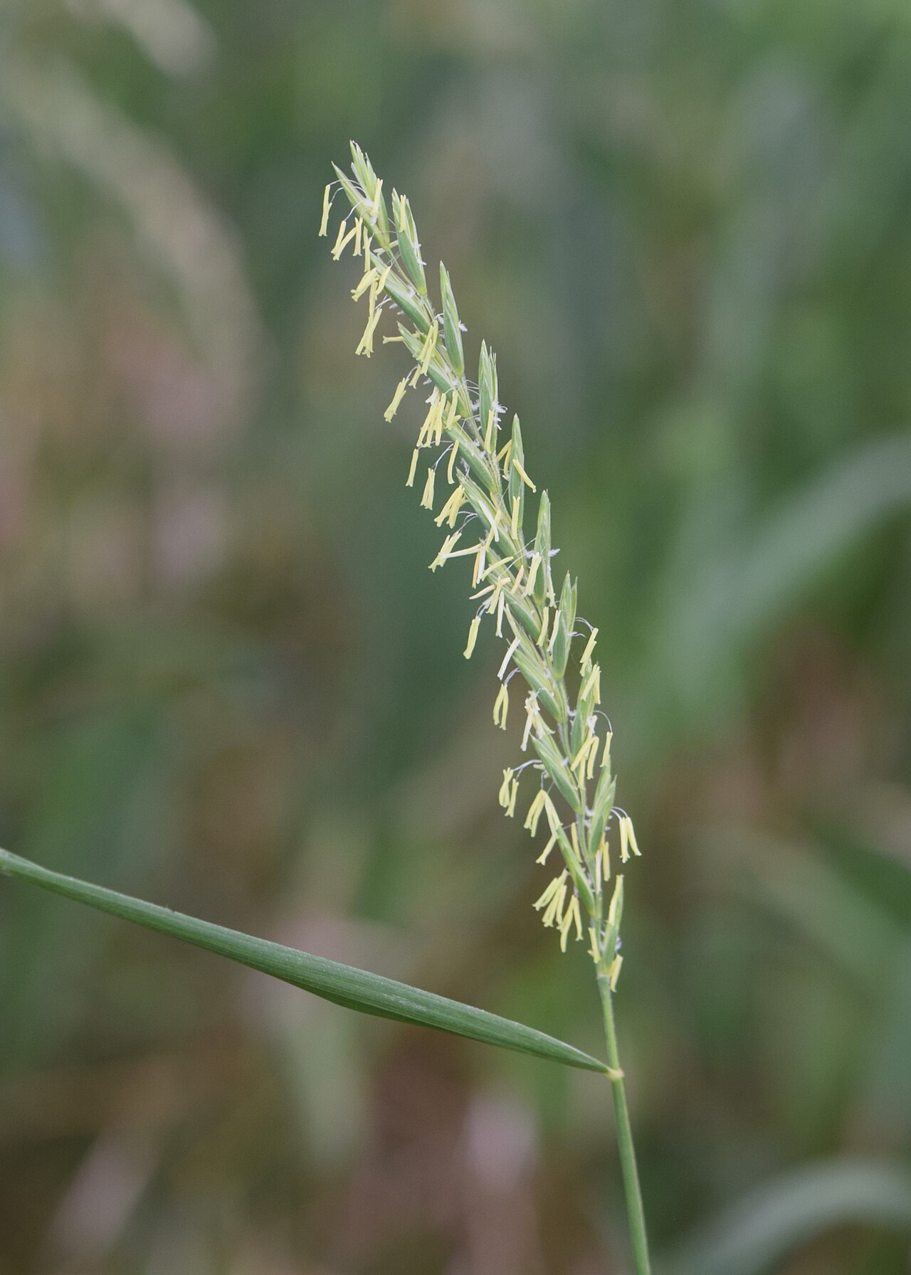 Couch grass — Elymus repens, used in Haitian and Caribbean herbal tradition