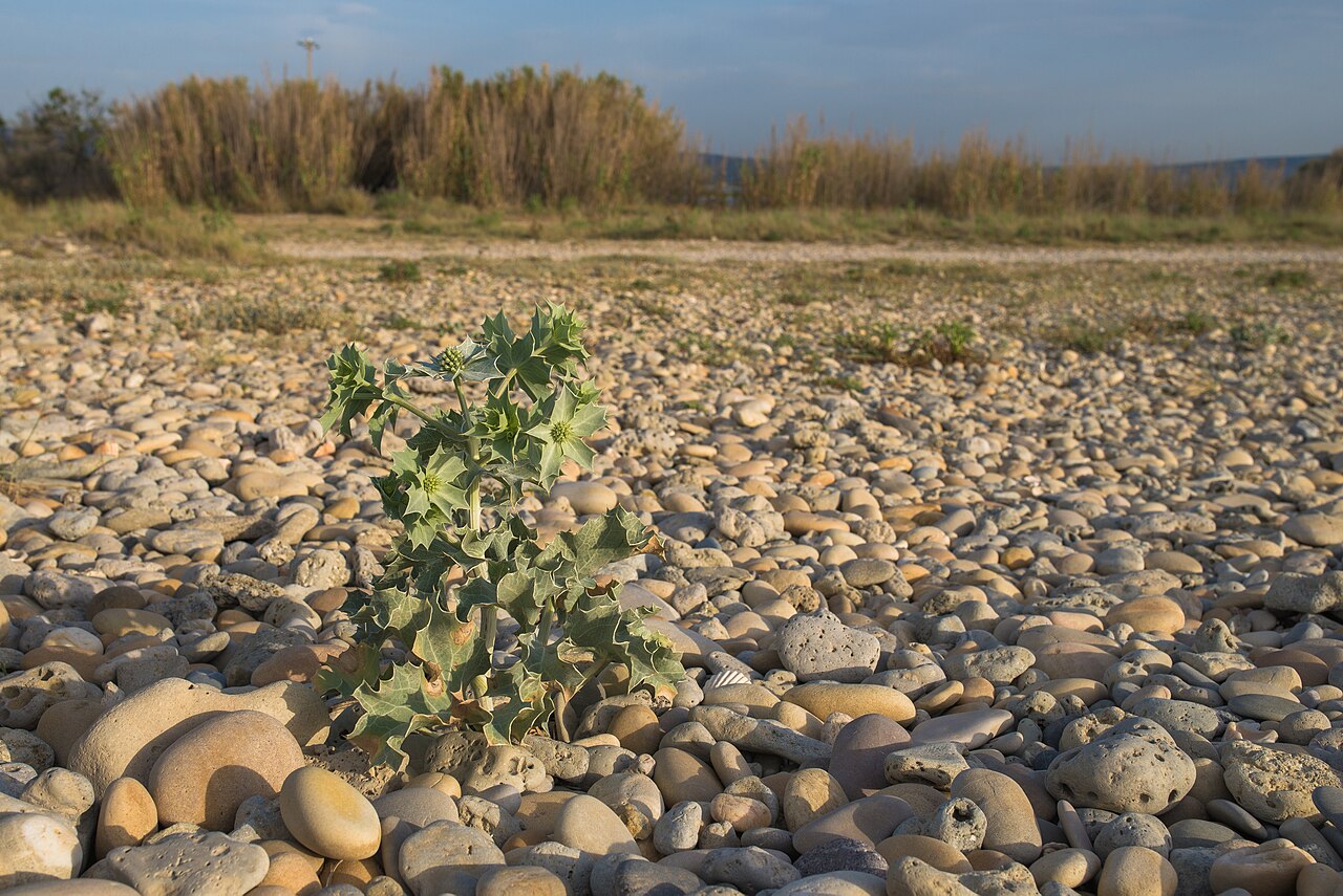 Sea holly — Eryngium maritimum, used in Adriatic and Balkan herbal tradition