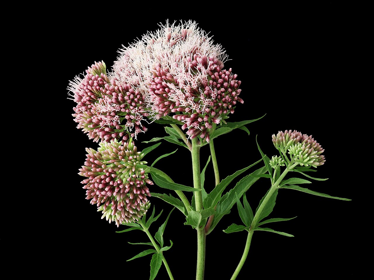 Hemp agrimony — Eupatorium cannabinum, used in Haitian and Caribbean herbal tradition