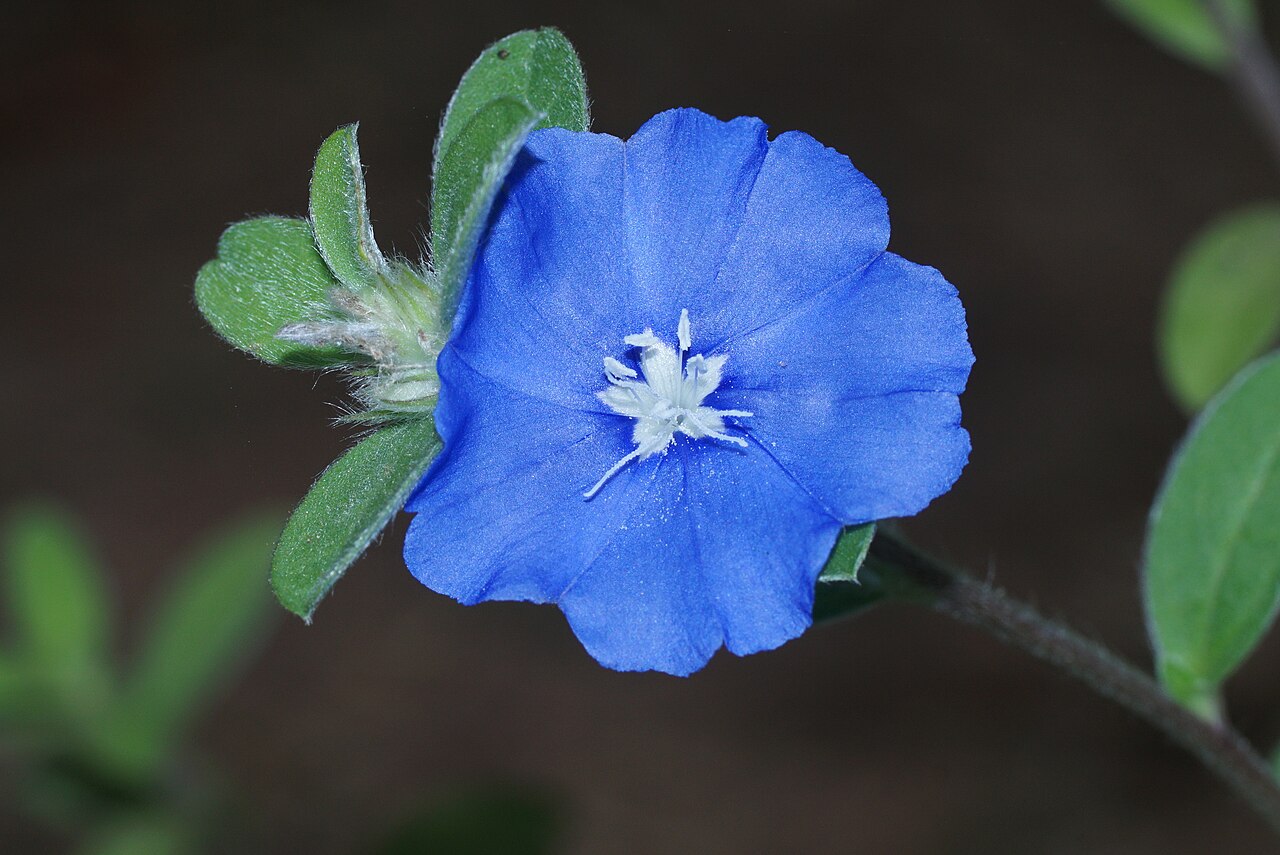 Dwarf morning-glory — Evolvulus alsinoides, used in Haitian and Caribbean herbal tradition