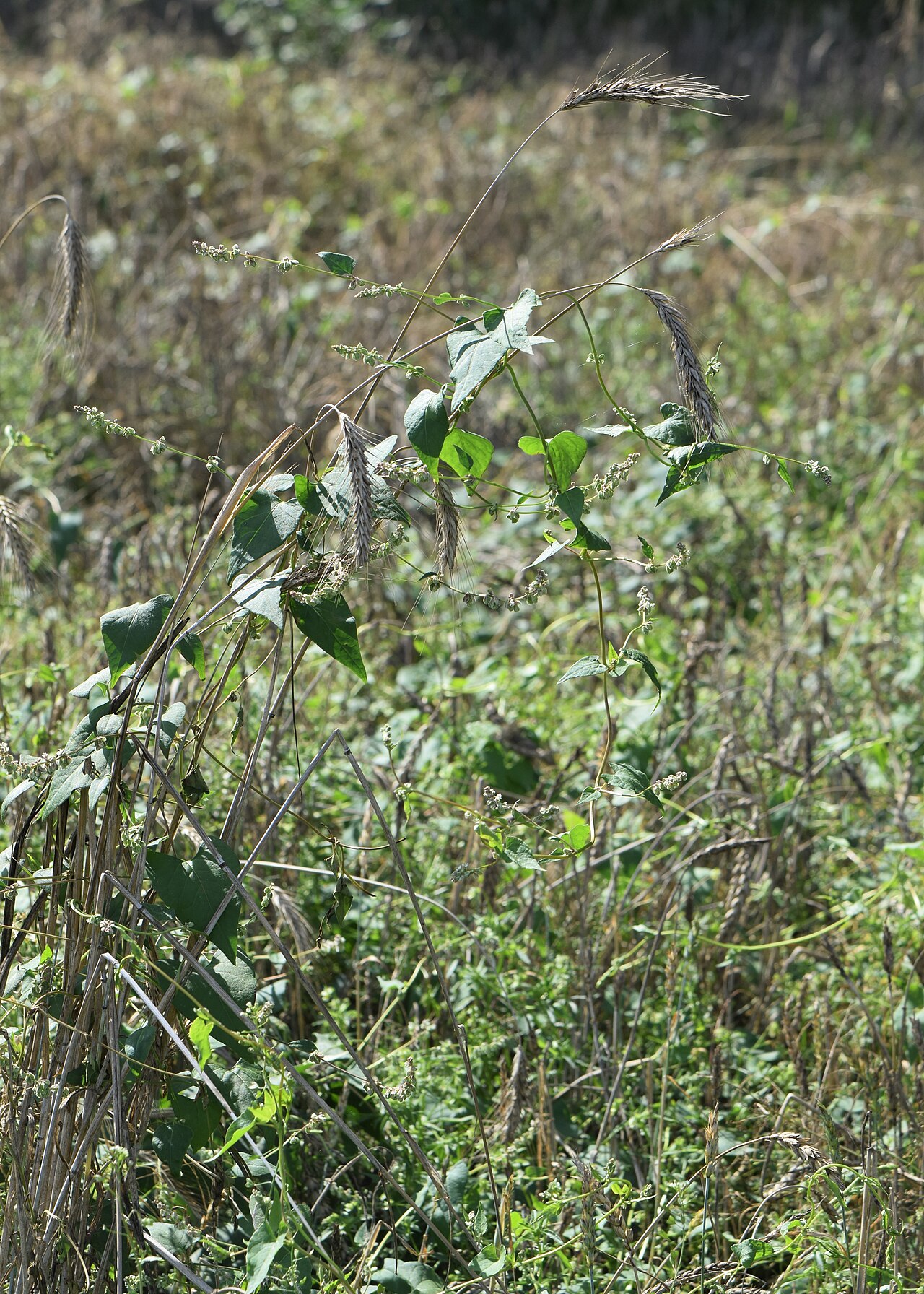 Black bindweed — Fallopia convolvulus, used in Haitian and Caribbean herbal tradition