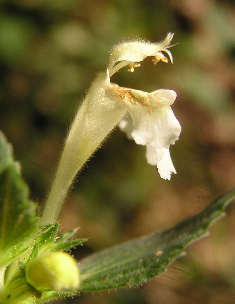 Downy Hemp-nettle — Galeopsis segetum, used in Haitian and Caribbean herbal tradition