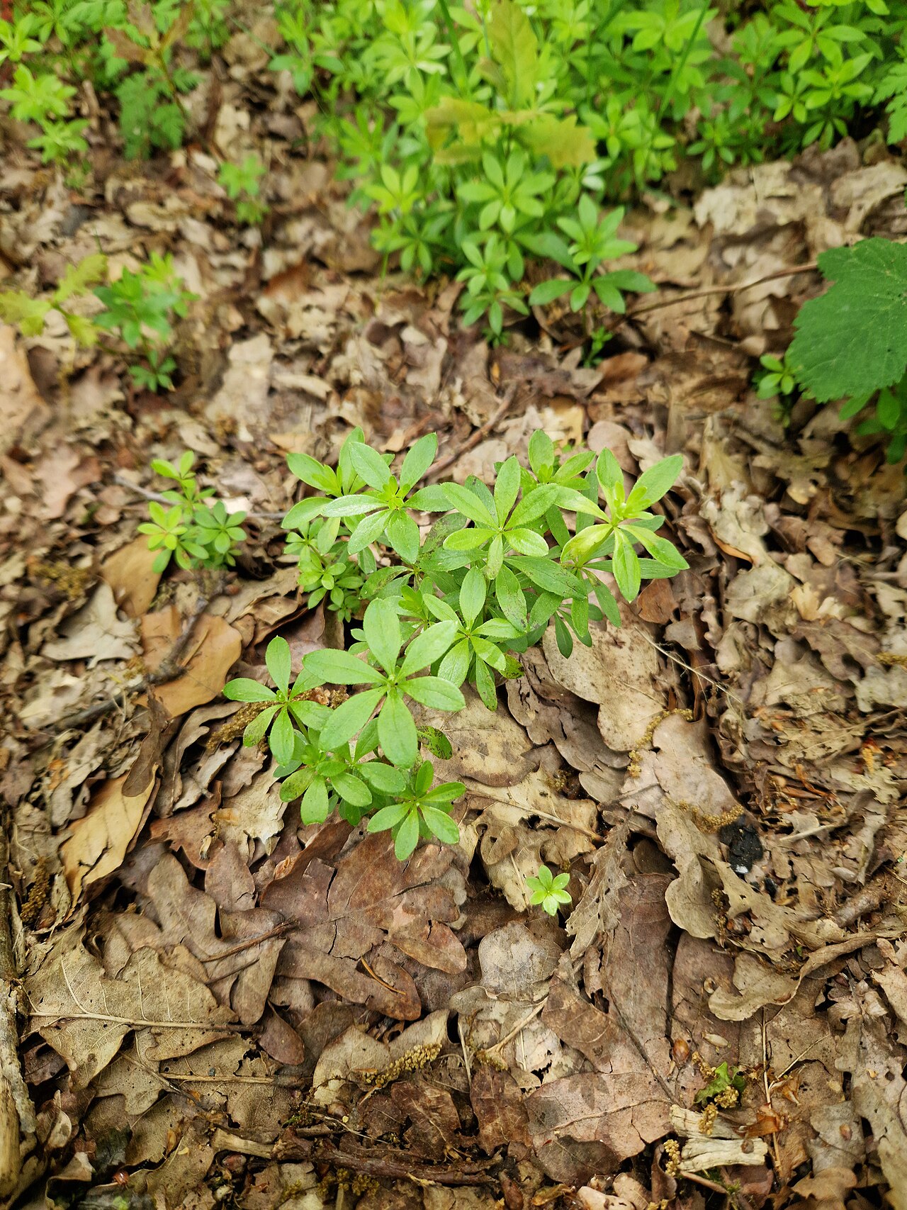 Sweet woodruff — Galium odoratum, used in Haitian and Caribbean herbal tradition