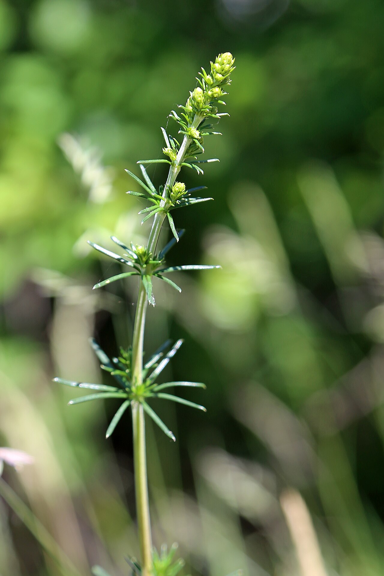Lady's Bedstraw — Galium verum, used in Haitian and Caribbean herbal tradition