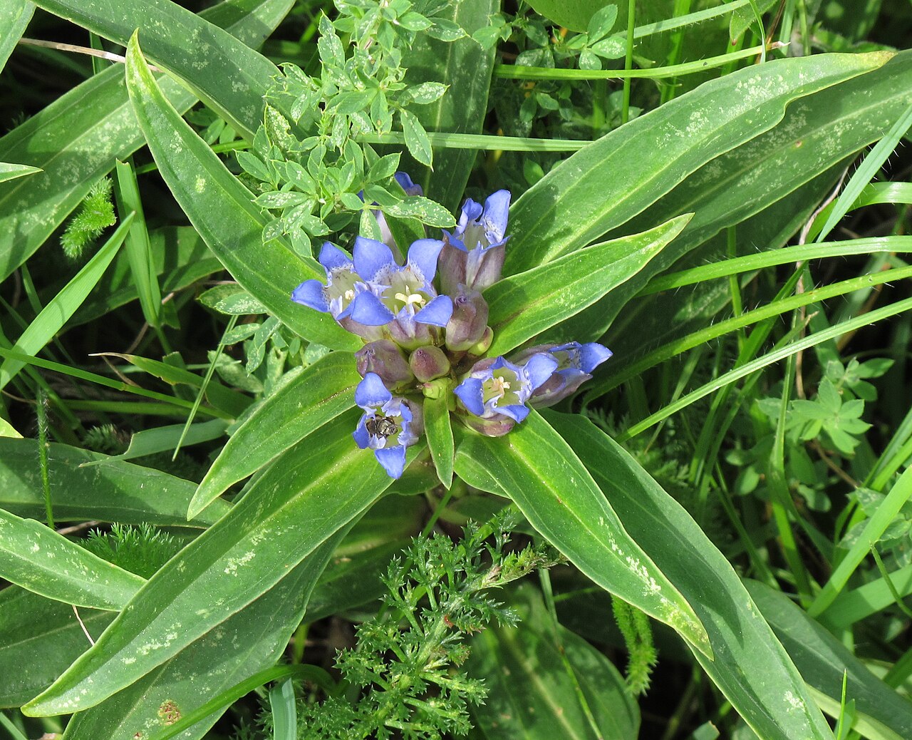 Cross gentian — Gentiana cruciata, used in Adriatic and Balkan herbal tradition