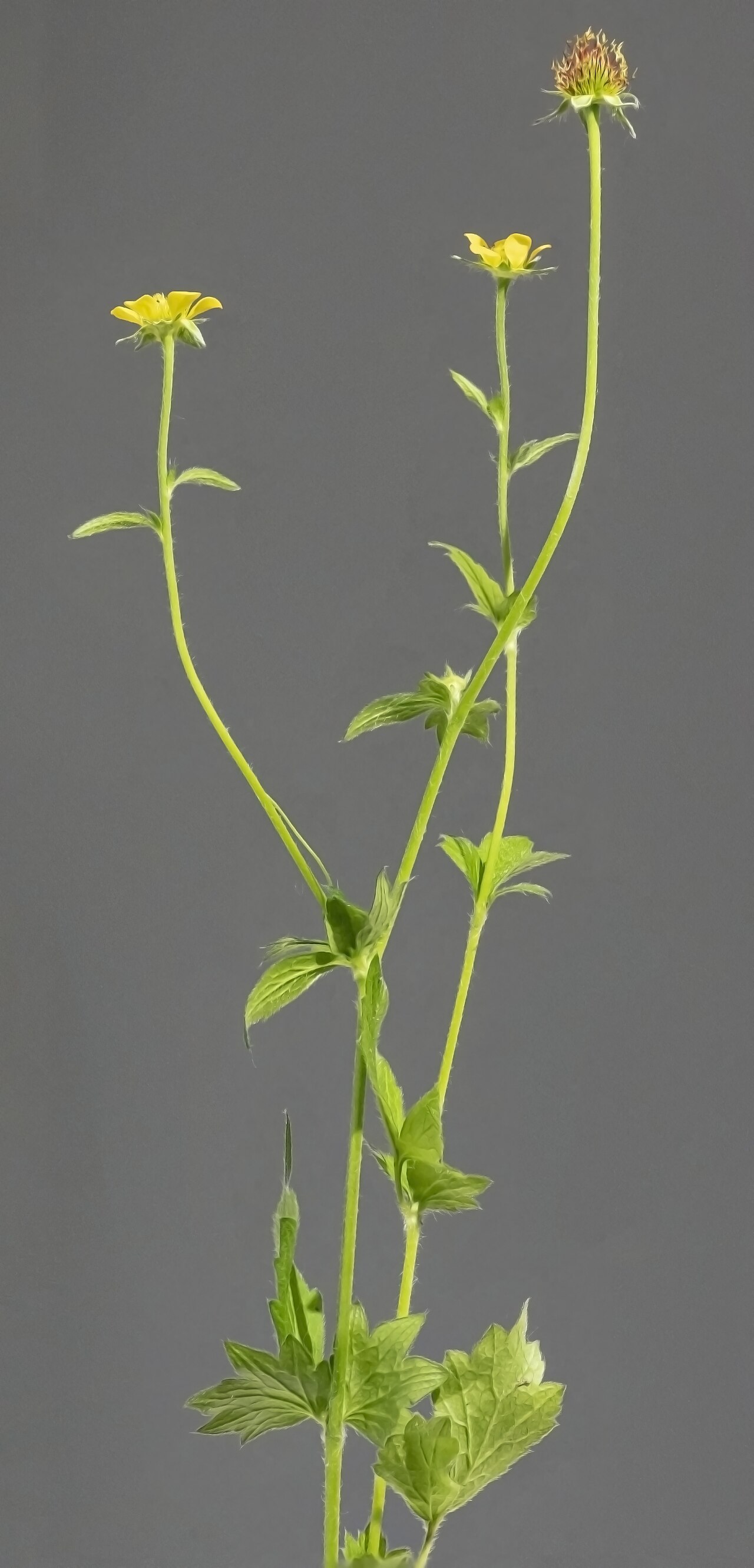 Wood avens — Geum urbanum, used in Haitian and Caribbean herbal tradition