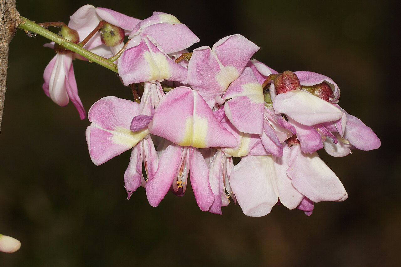 Quickstick (Piyon) — Gliricidia sepium, used in Haitian and Caribbean herbal tradition
