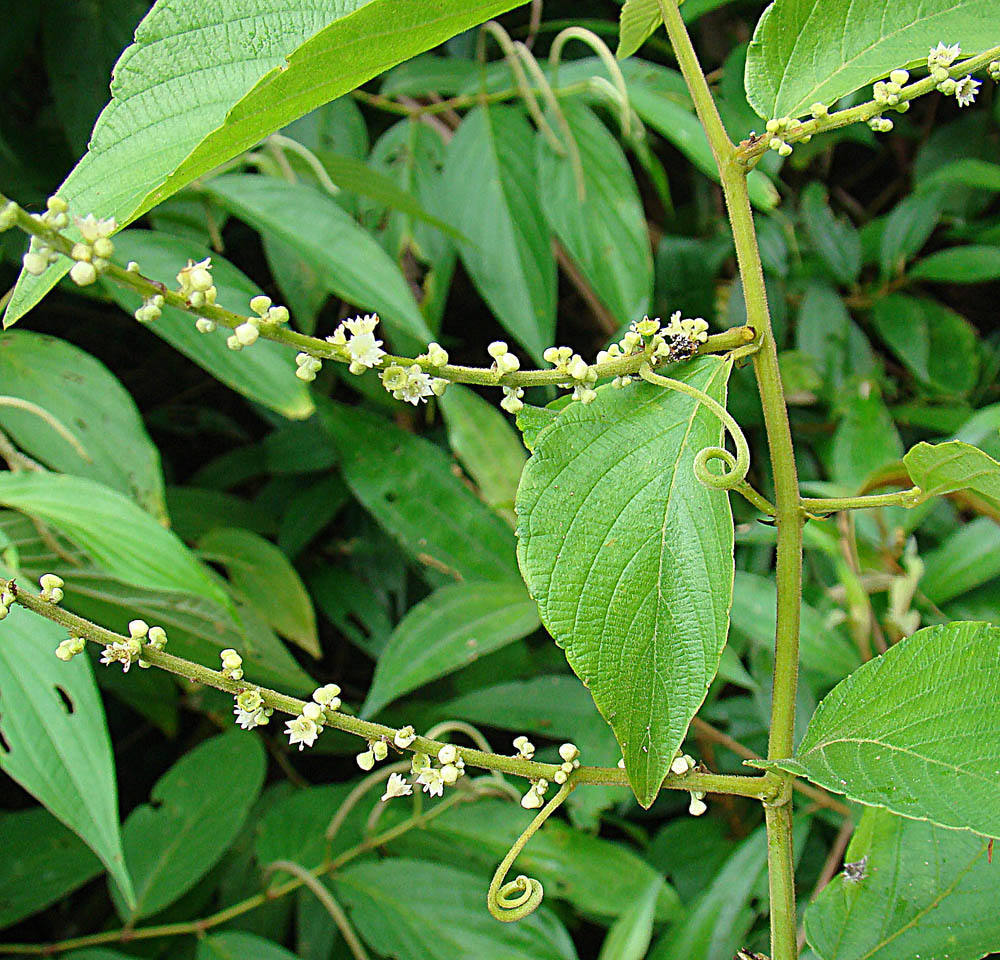 Chew stick (Lyann savon) — Gouania lupuloides, used in Haitian and Caribbean herbal tradition
